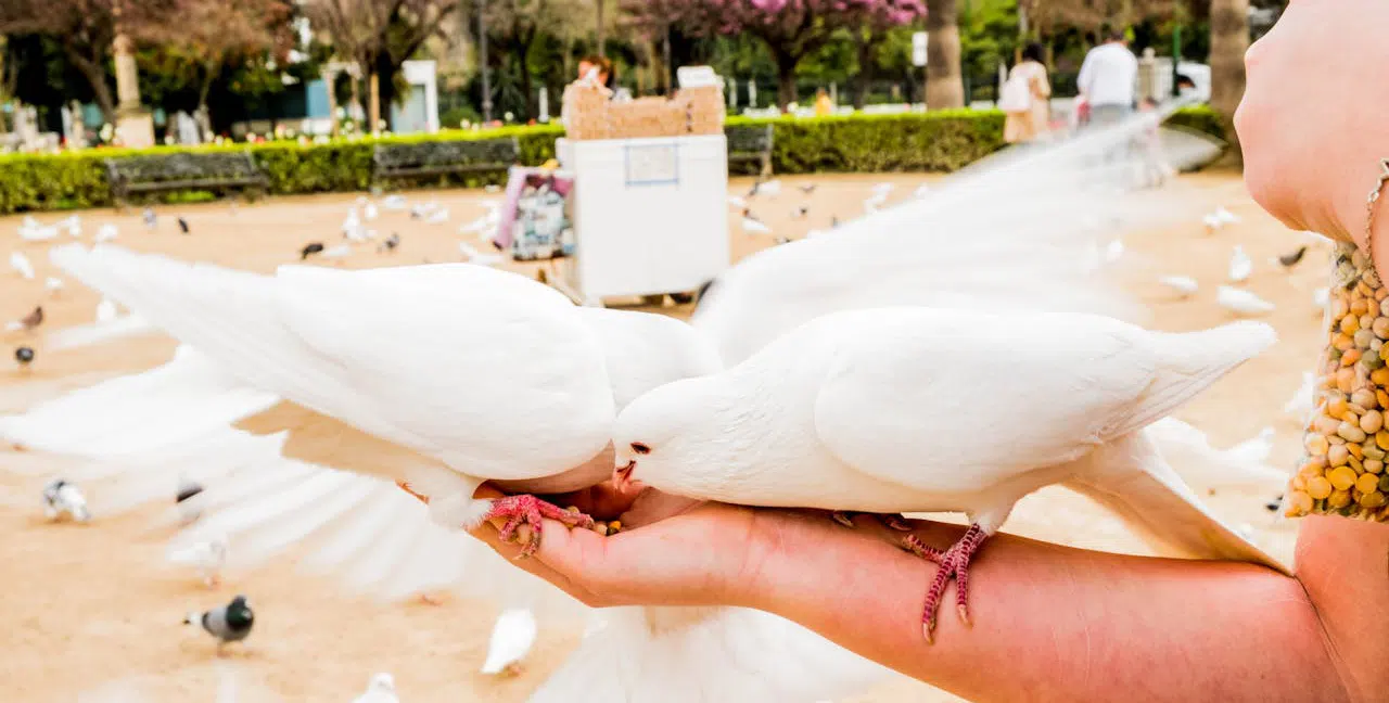 person feeding wild birds