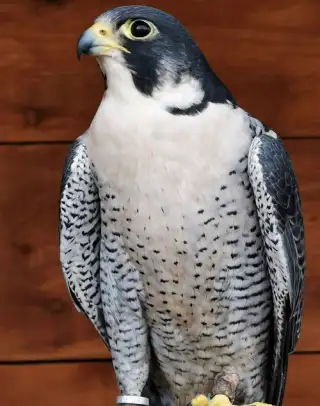 Peregrine Falcon