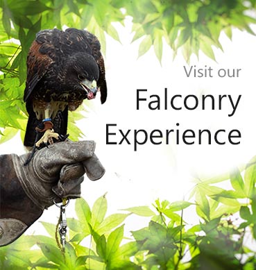 falconry experience