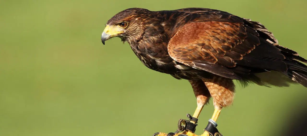 harris hawk for falconry