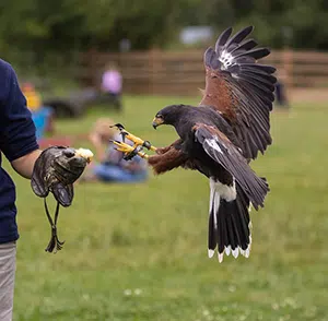 harris hawk flying to falconer's gloved hand