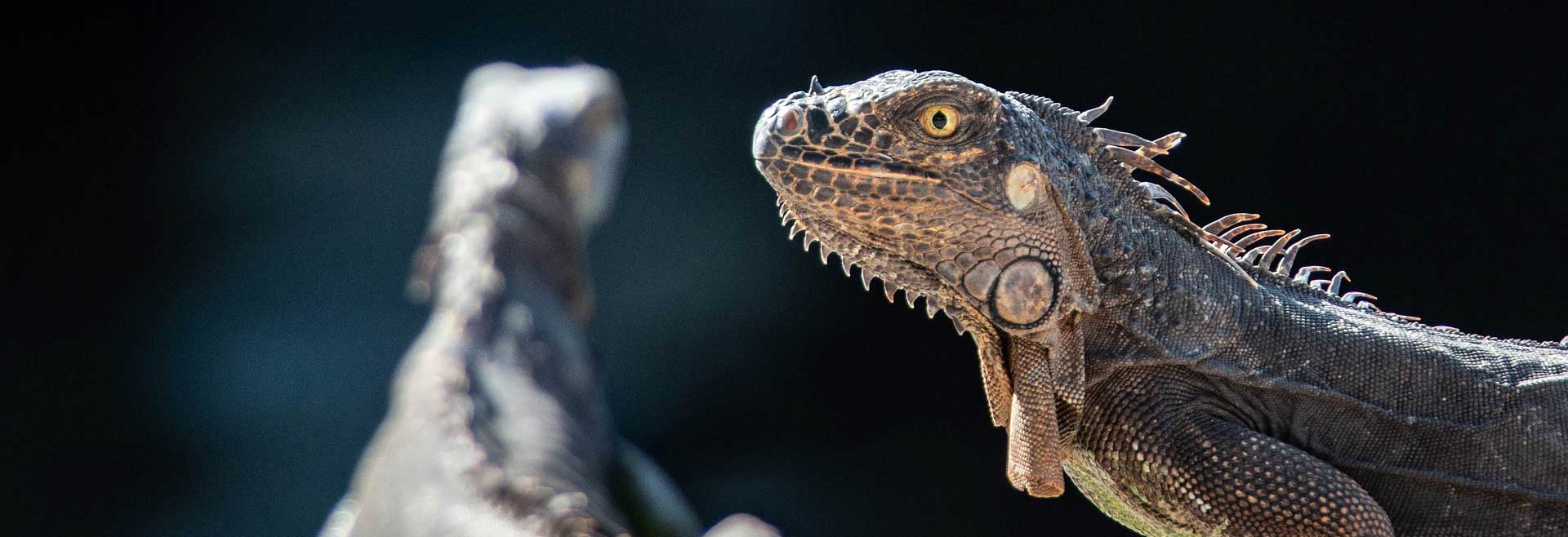Animal Control and Abatement: Iguanas
