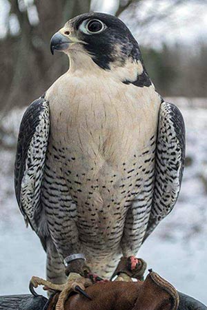 peregrine falcon