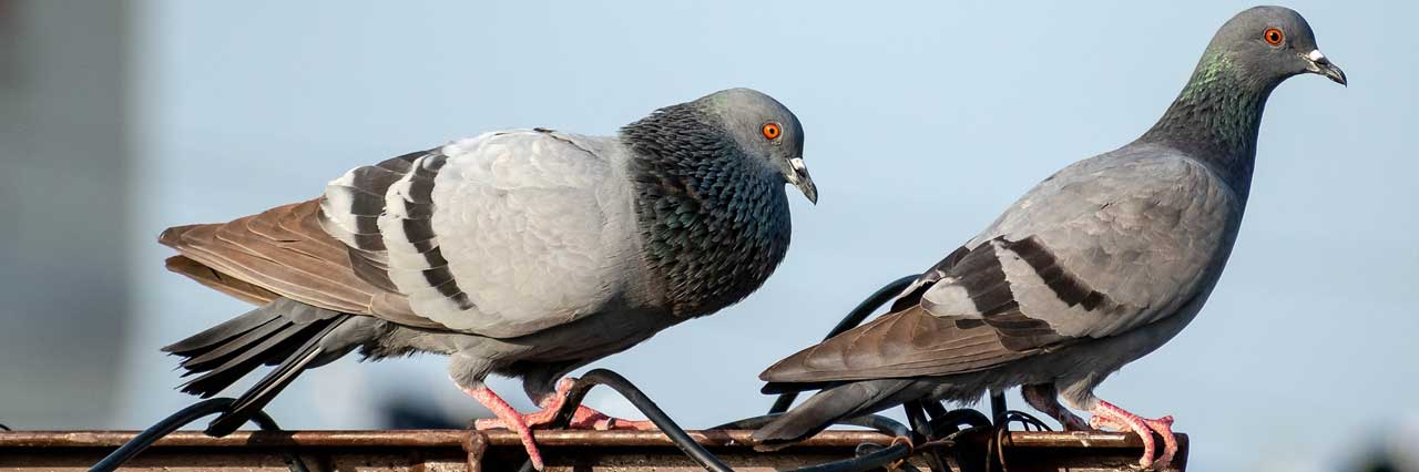 pigeon traps by Hawkeye