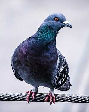 pest bird control pigeon